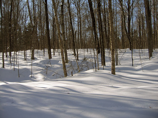 Petawawa Research Forest