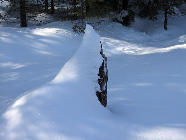 Snow covered stump in the Petawawa Research Forest