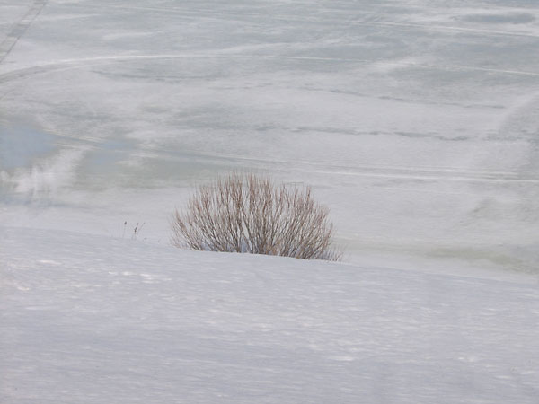 bush along the frozen Ottawa River at Deep River
