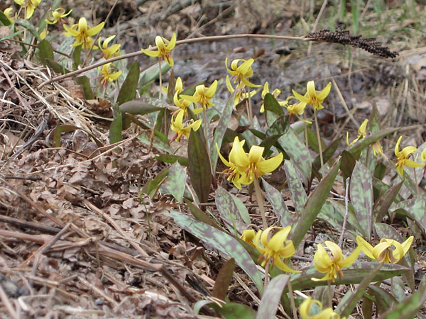 Erythronium americanum Yellow Troutlily