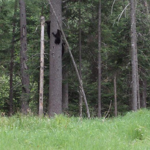  3 black bear cubs in a tree