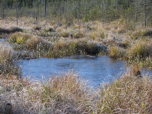 Kennedy Creek at Kings Farm Road