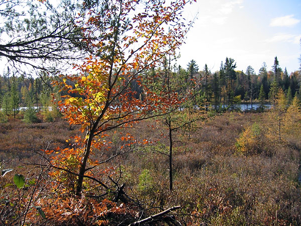 Maunsell Lake in the Petawawa Research Forest
