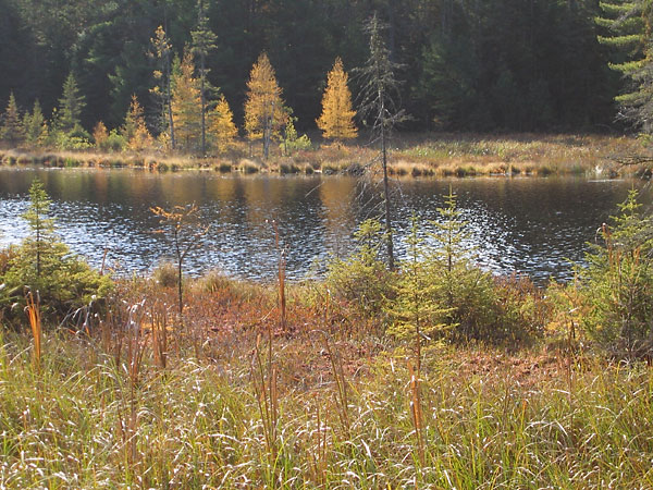 Maunsell Lake in the Petawawa Research Forest