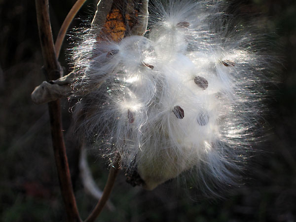 milkweed