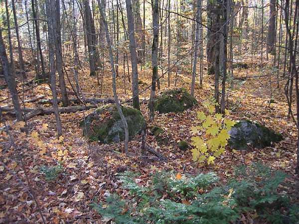 Along Clouthier Road in the Petawawa Research Forest