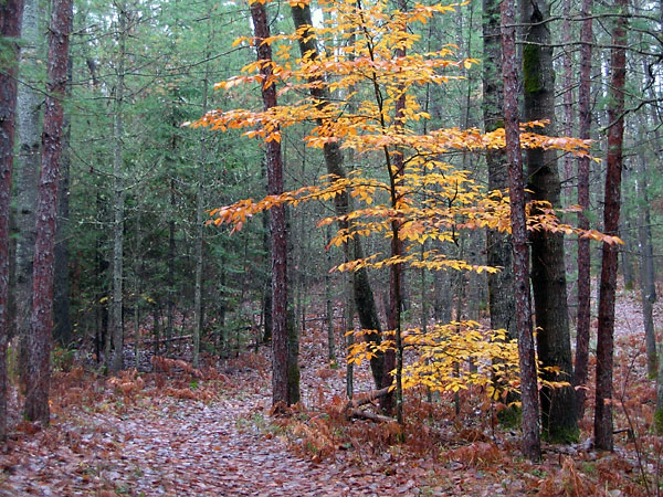 Beech tree along M Loop on the Deep River Cross Country Ski Trails