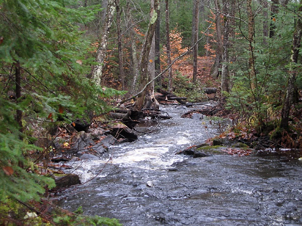 Kennedy Creek in the Four Seasons Forest Sanctuary in Deep River