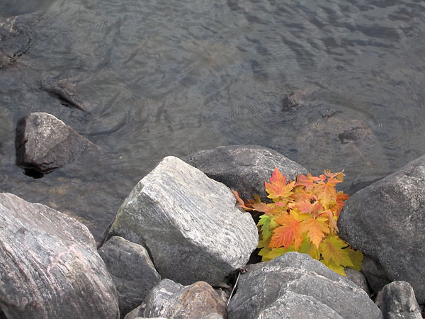 coloured leaves at the Deep River Marina