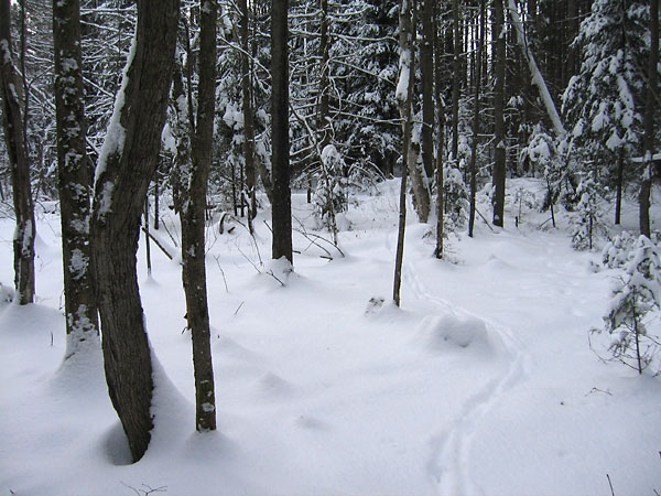 forest interior in the Petawawa Research Forest