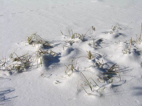 along the HSA Ski Trail in the Petawawa Research Forest