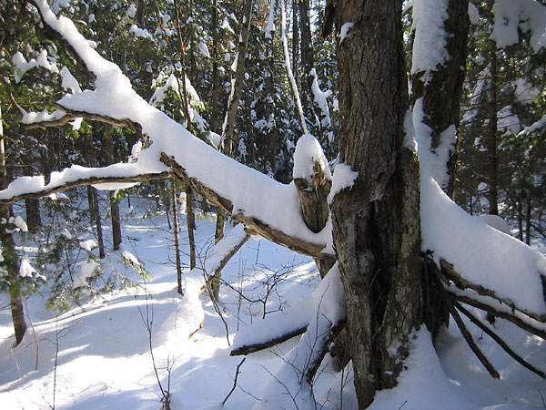 along the HSA Ski Trail in the Petawawa Research Forest