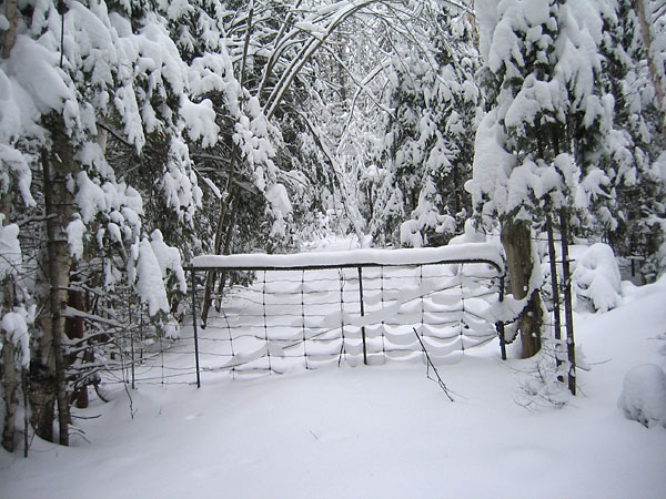 Gate along R3 in the Petawawa Research Forest