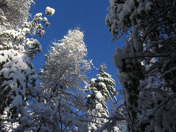 snow covered tree tops in the sunlight along the HSA ski trail in the Petawawa Research Forest