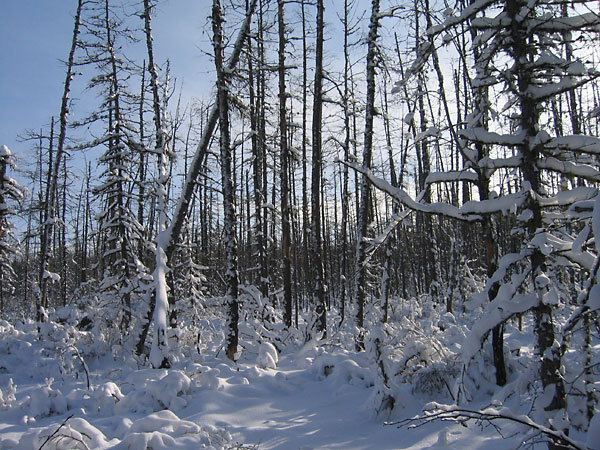 swamp near Thomas Lake along the HSA ski trail in the Petawawa Research Forest