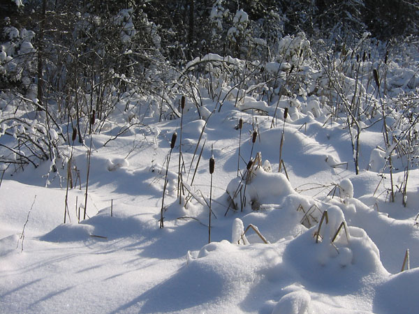 along Woermke Road in the Petawawa Research Forest