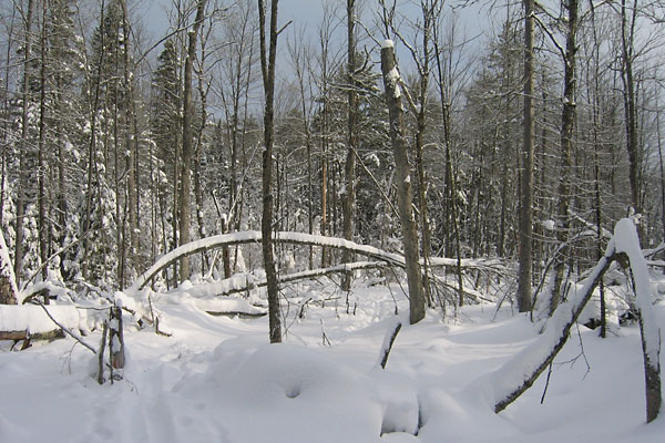 HSA Ski Trail in the Petawawa Research Forest