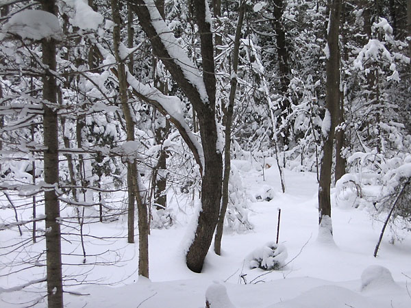 elegant tree in the Petawawa Research Forest