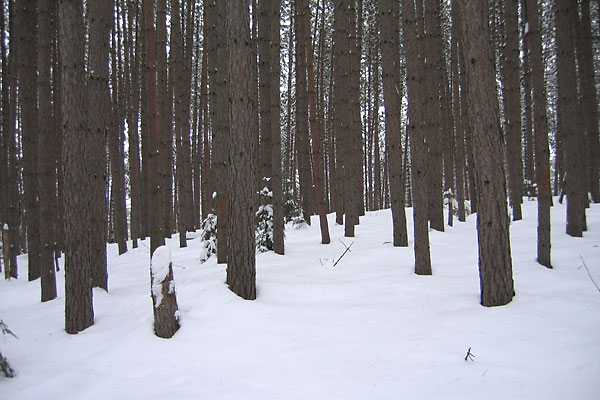 Red Pine Plantation on the Branstead Farml in the Petawawa Research Forest