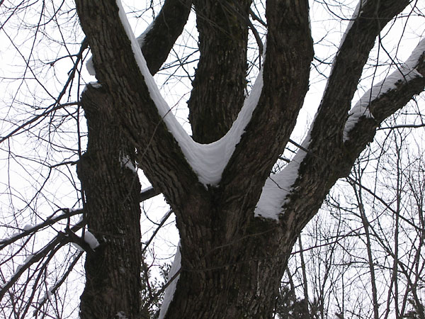 Snow covered tree trunks in the Petawawa Research Forest