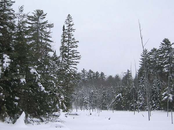 beaver pond along the HSA ski trail in the Petawawa Research Forest