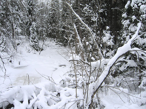 Creek along Woermke Road near Branstead Road in the Petawawa Research Forest