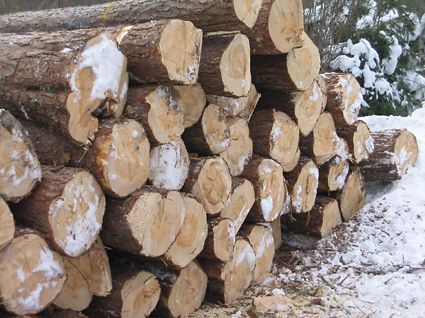 red pine logs along Branstead Road in the Petawawa Research Forest