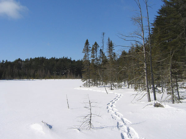 Snowshoe tracks at Maunsell Lake in the Petawawa Research Forest