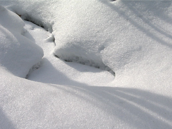 Snow Shapes in the Petawawa Research Forest