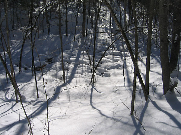 along the Hawk Trail in the Petawawa Research Forest