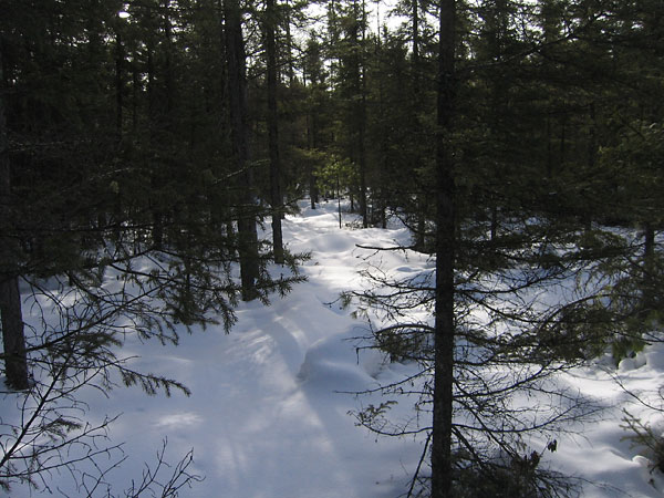 along the HSA Trail in the Petawawa Research Forest