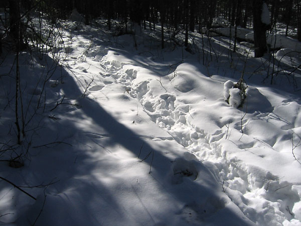 Moose track on the Acer Ski Trail in the Petawawa Research Forest