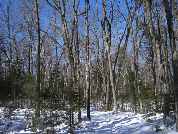 Maple grove along the Acer Trail in the Petawawa Research Forest