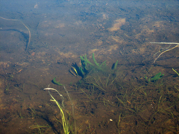 Fresh water sponge in Smith Lake in eastern Algonquin Park