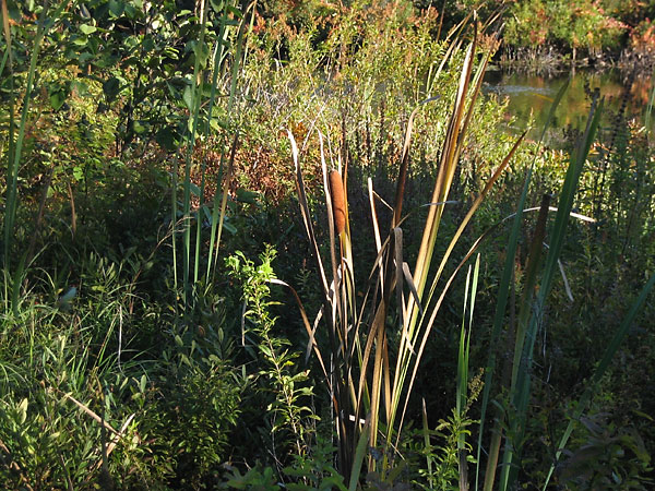 Cattails along the Chalk River near Hwy 17 in the Petawawa Research Forest