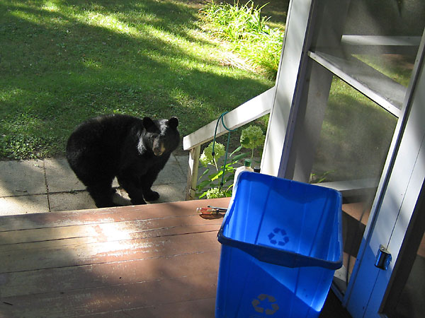 Black bear on front porch