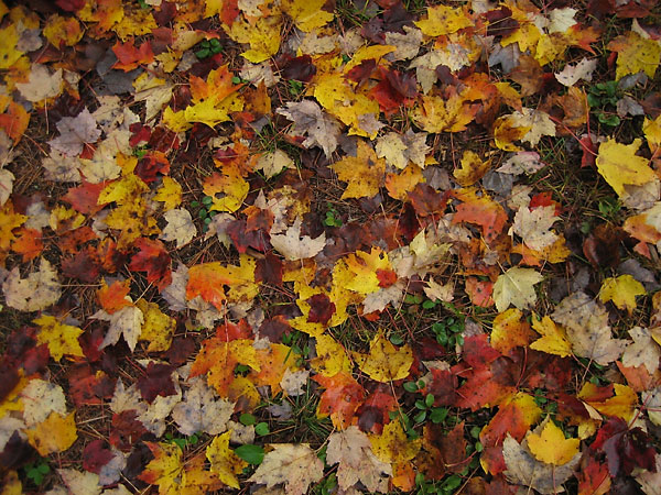Maple leaves and pine needles