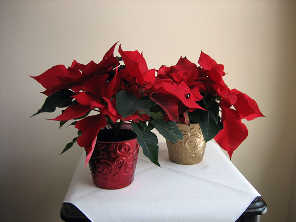 poinsettia  merry christmas