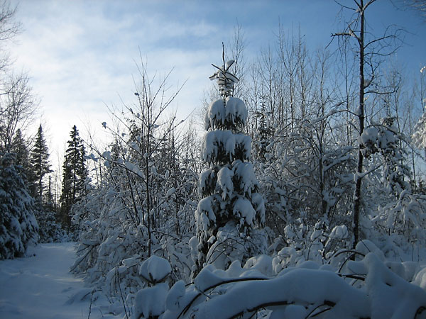 near Thomas Lake along the HSA ski trail in the Petawawa Research Forest