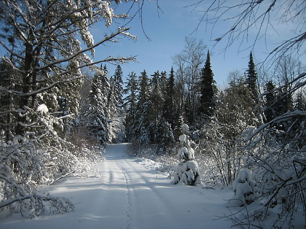 along Woermke Road in the Petawawa Research Forest