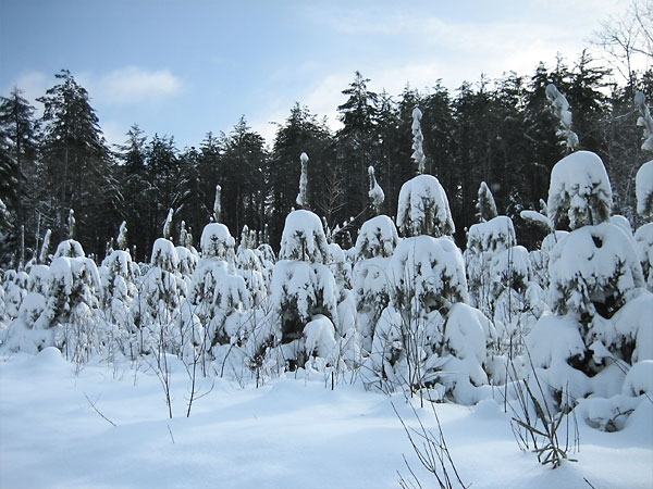 snow laden trees in the Petawawa Research Forest