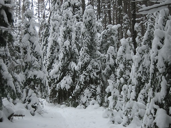 Snow laden balsams in the Petawawa Research Forest