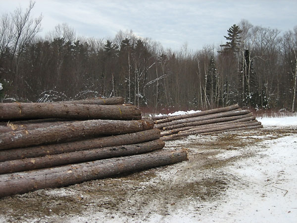red pine logs along Branstead Road in the Petawawa Research Forest