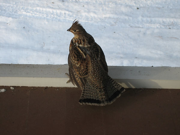 Ruffed Grouse